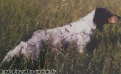 Setter Anglais GUBISOR DENISE Setter Anglais GUBISOR DENISE